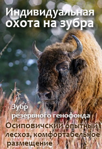 Индивидуальная охота на зубра охота в Беларуси 2022