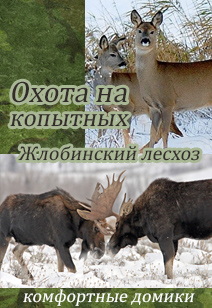 Жлобинский лесхоз, охота на копытных лось, косуля, комфортные домики Охота в Беларуси